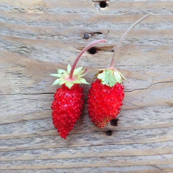 Alpine Strawberry Baron Von Solemacher - Snedkerværktøj