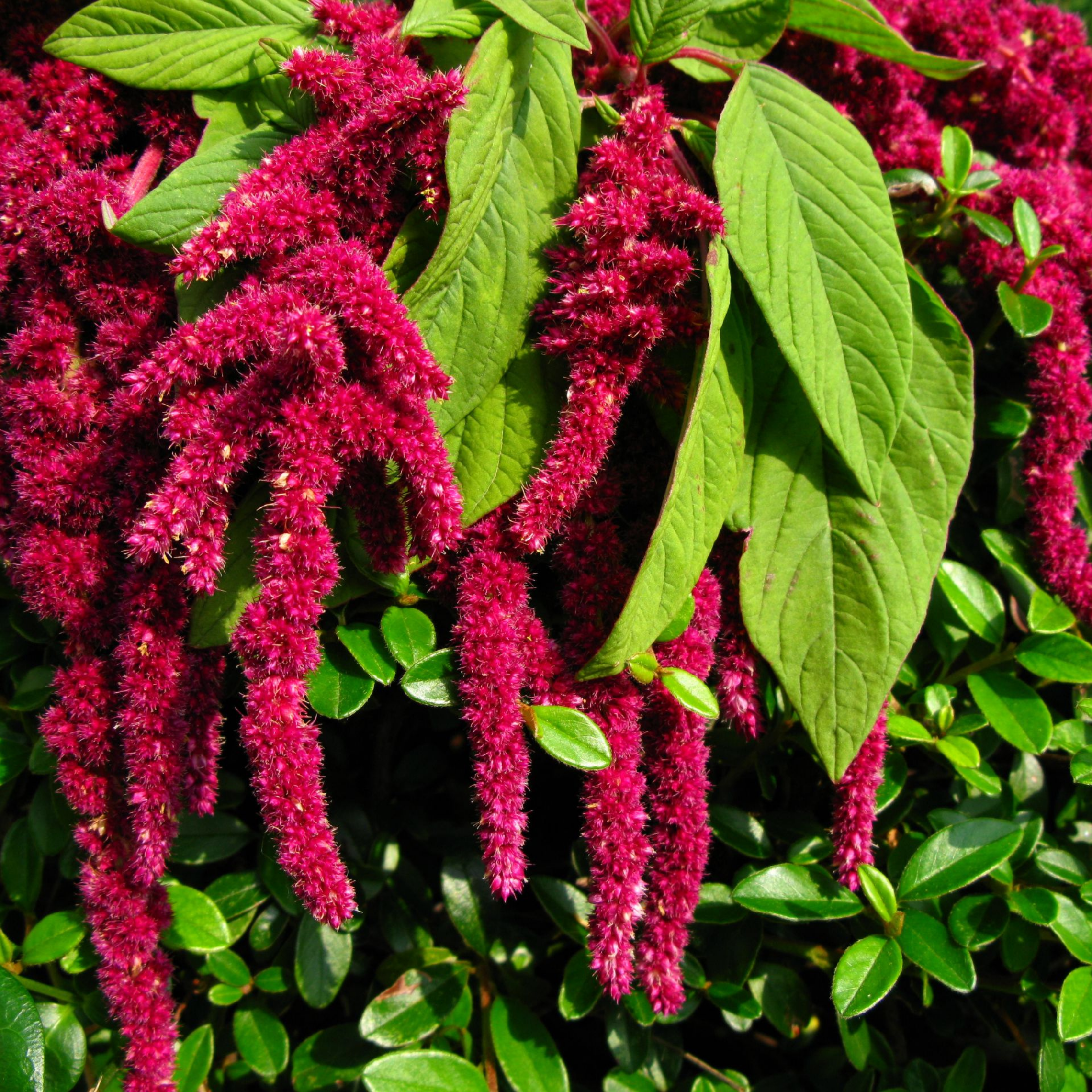 Amarant Dekorativ og Fuglevenlig Pragtblomst - 0