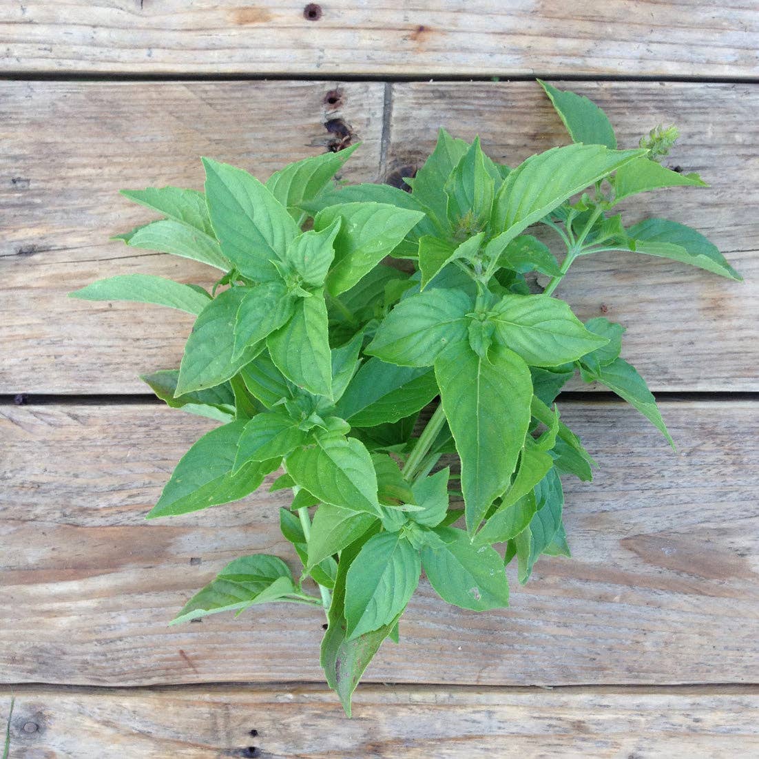 Basil Mrs. Burns Lemon - Snedkerværktøj