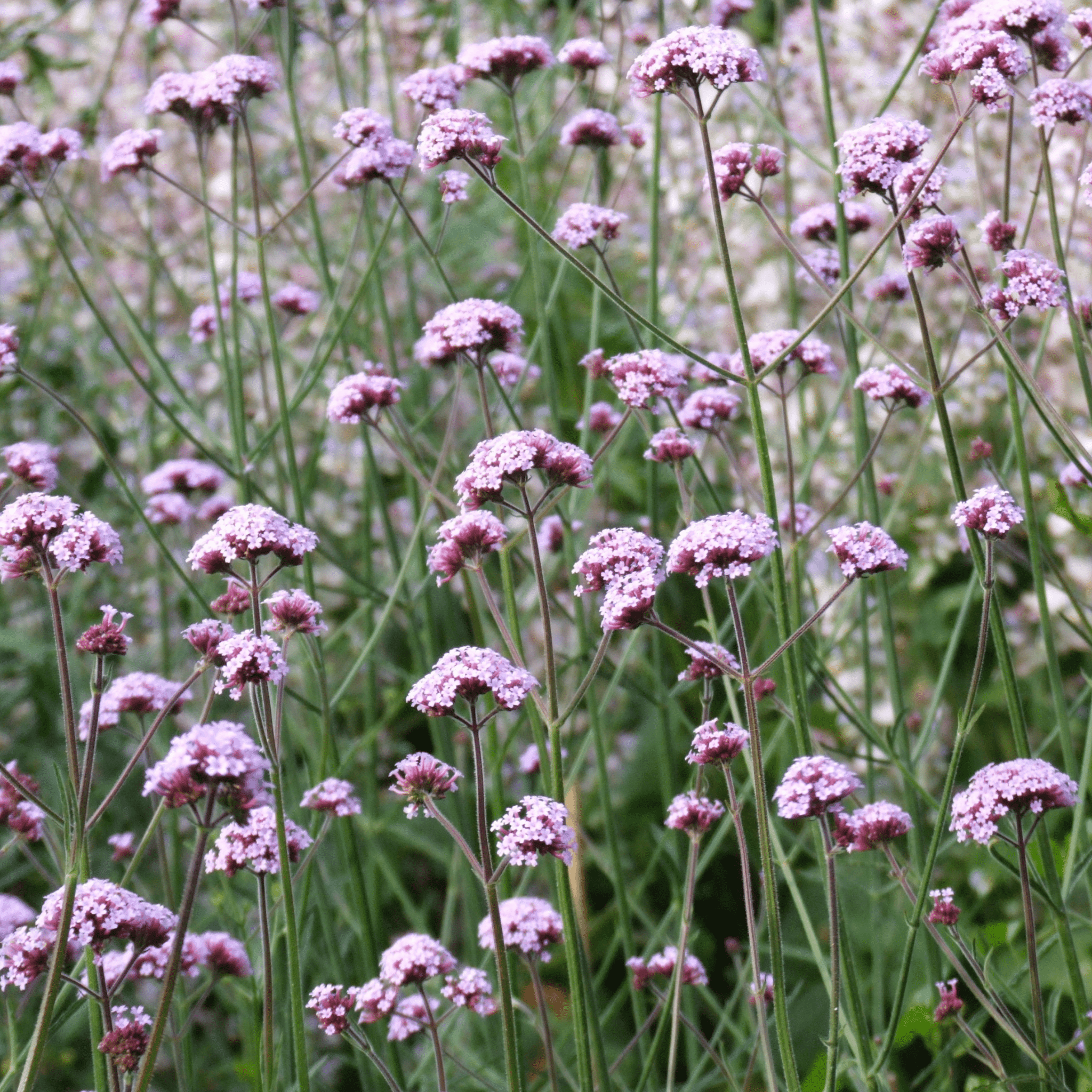 Butterflies' Garden Flowers - Snedkerværktøj