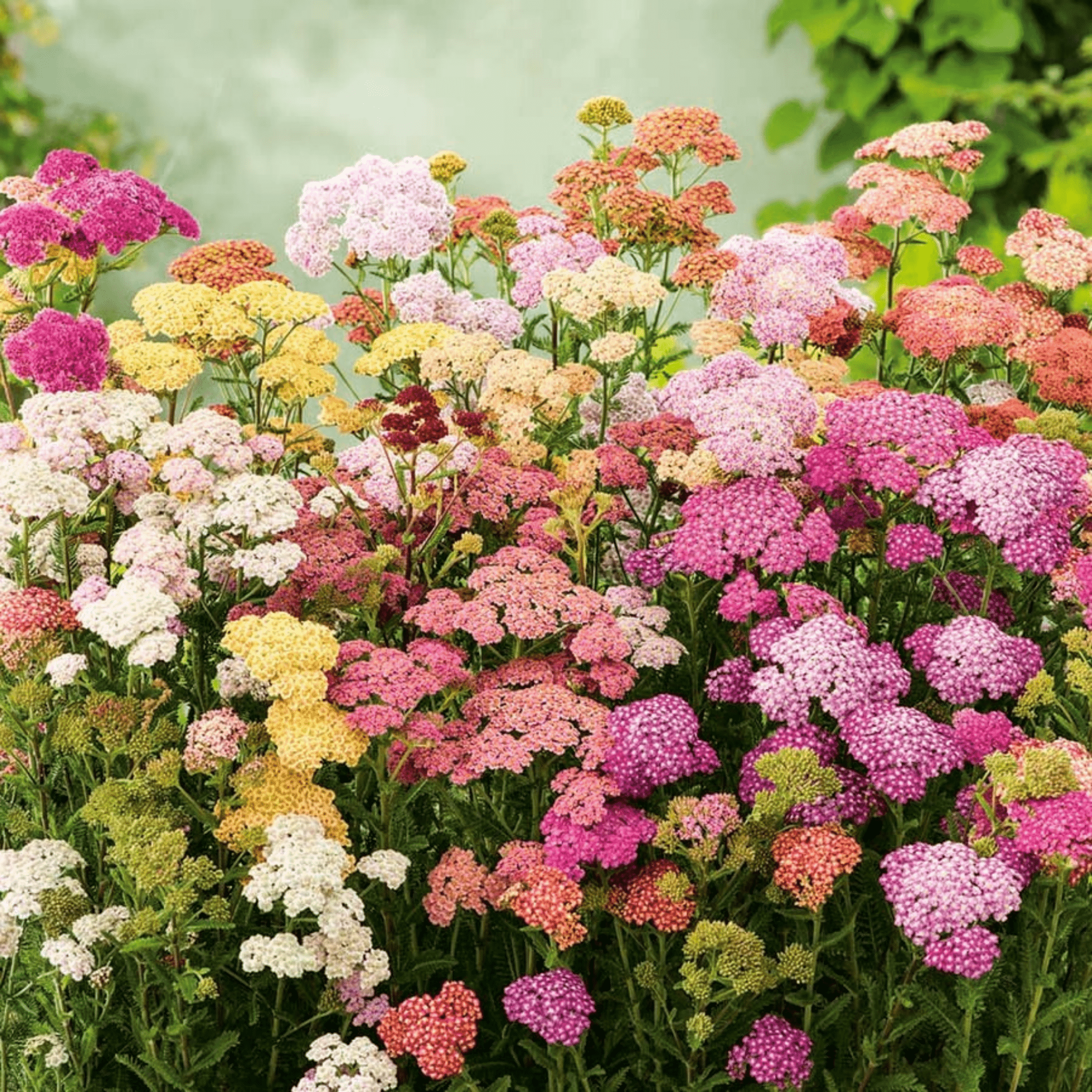 Butterflies' Garden Flowers - Snedkerværktøj