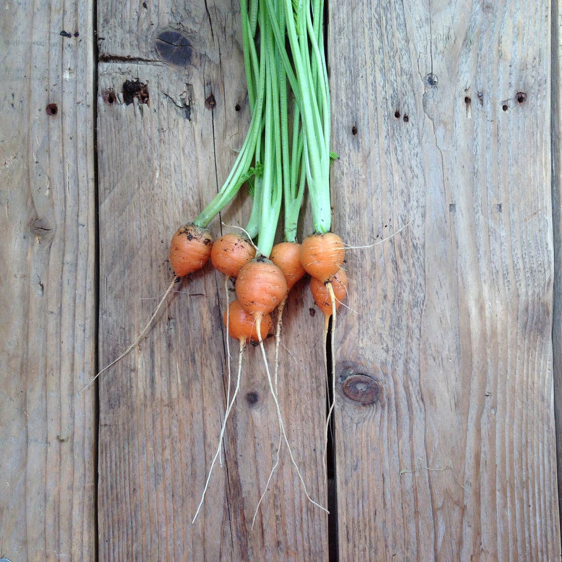 Carrot Paris Market - Snedkerværktøj