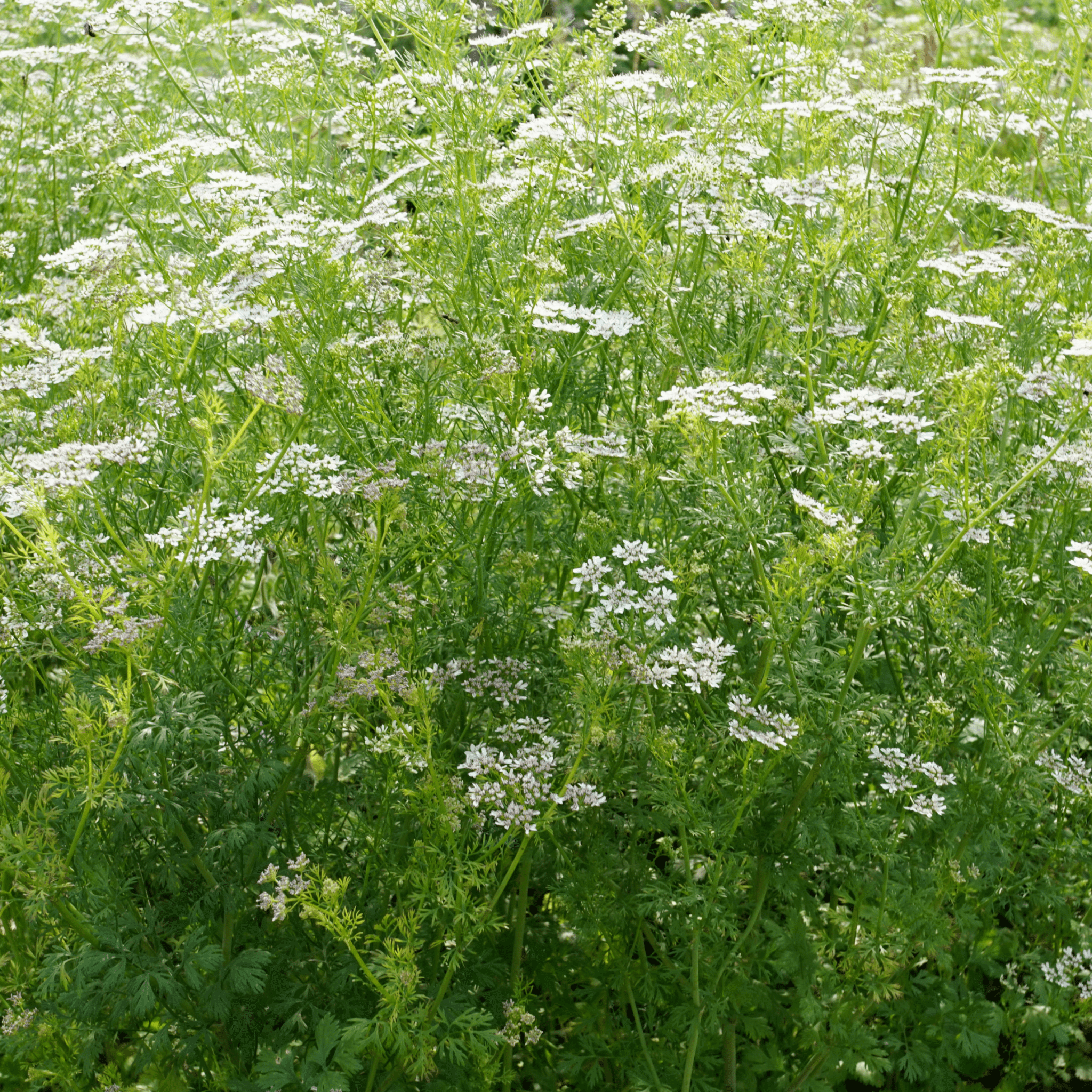 Coriander Thüringer - Snedkerværktøj