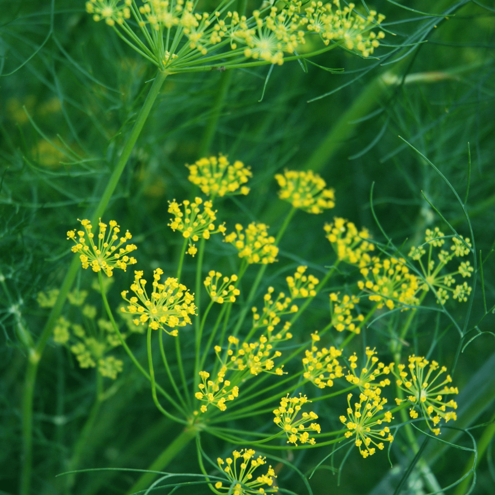 Dill Mammouth Long Island - Snedkerværktøj