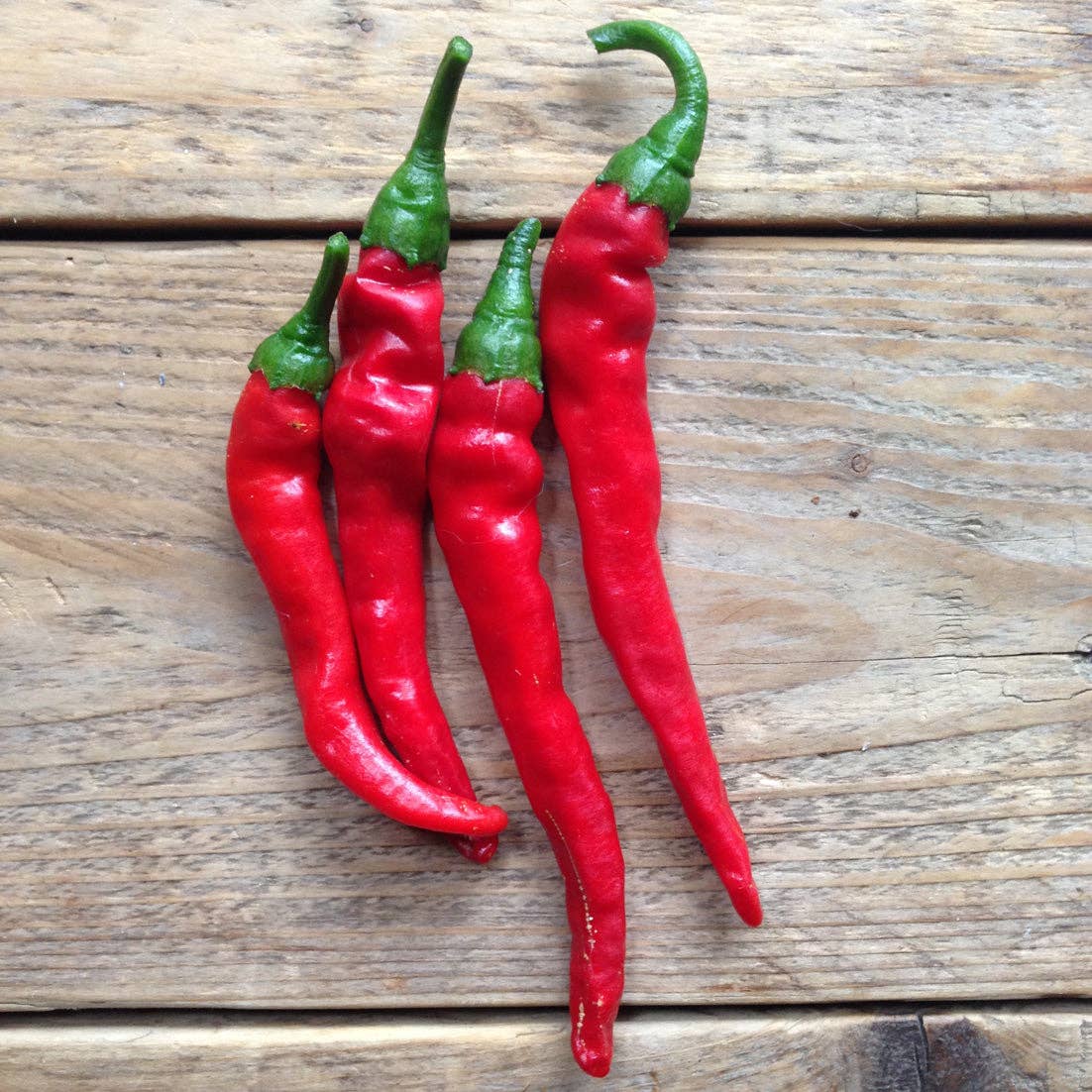 Hot pepper Cayenne Long Slim - Snedkerværktøj