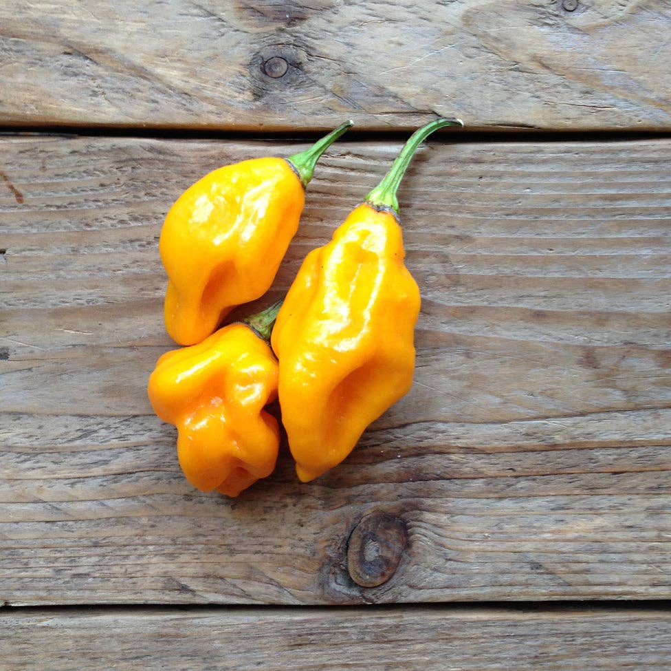 Hot Pepper Lemon Habanero - Snedkerværktøj