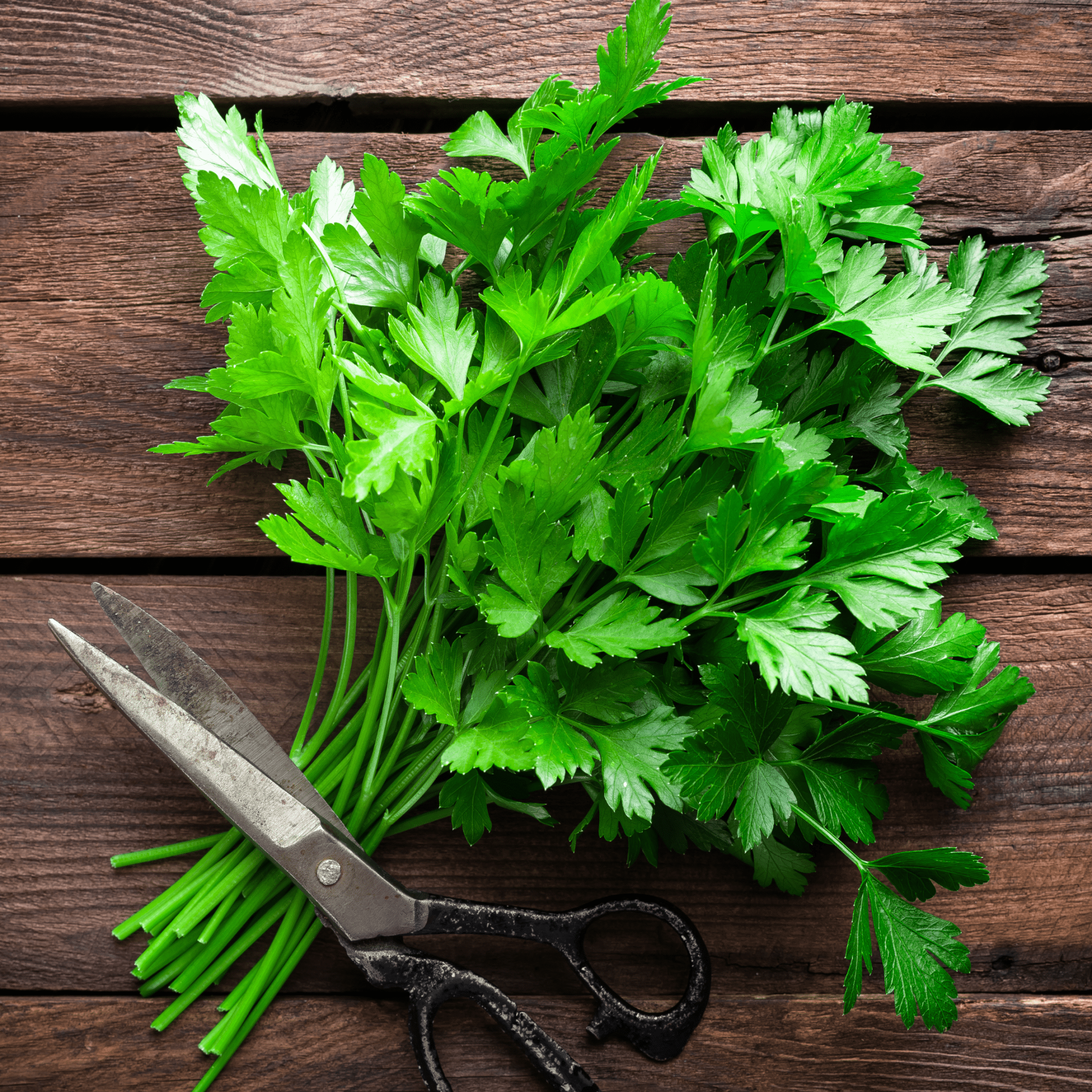 Kitchen Herbs - Snedkerværktøj