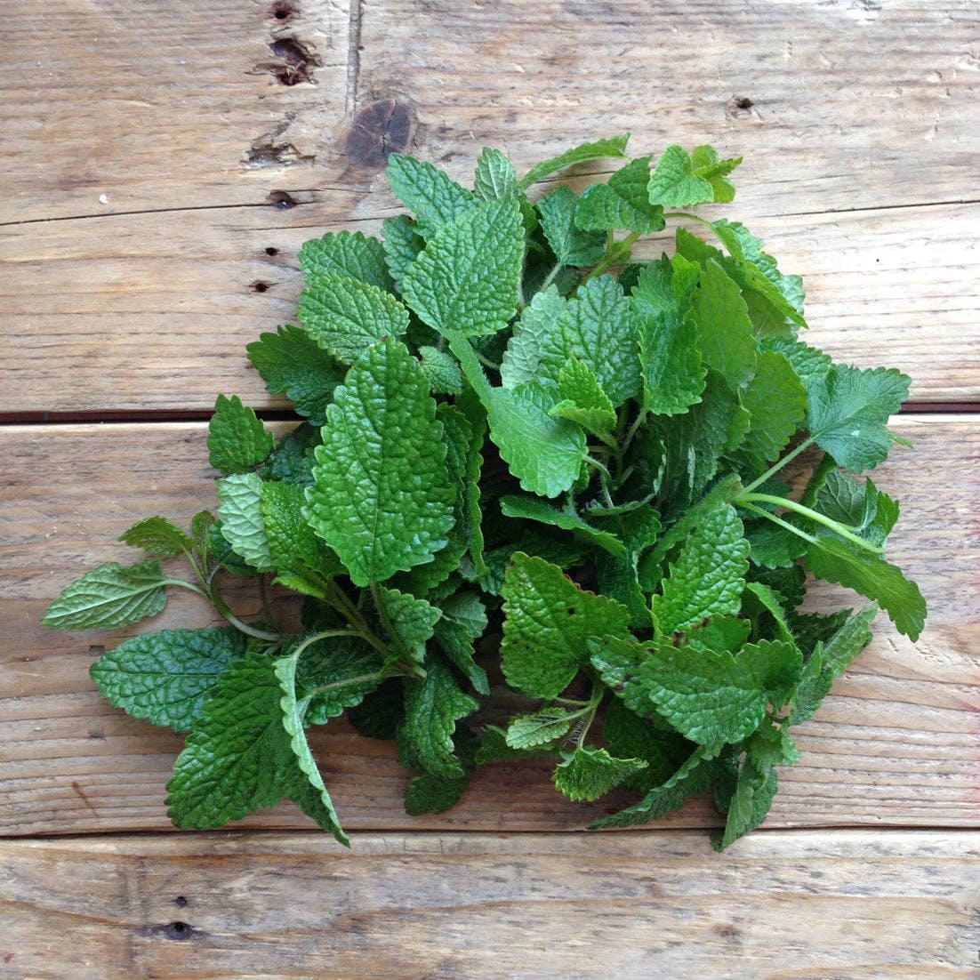 Lemon Balm Quedlinburger Niederliegende - Snedkerværktøj