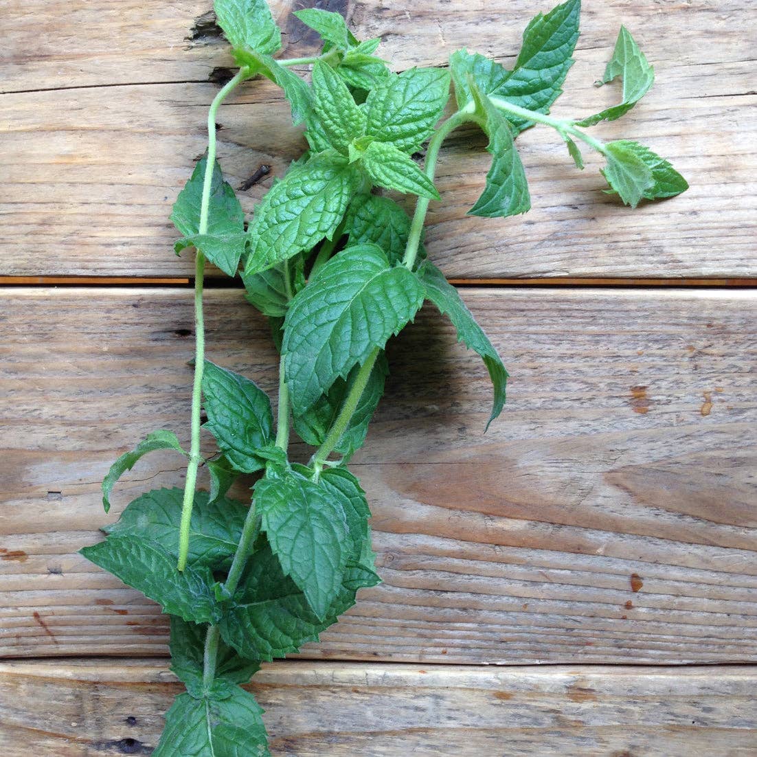 Mint Moroccan Spearmint - Snedkerværktøj