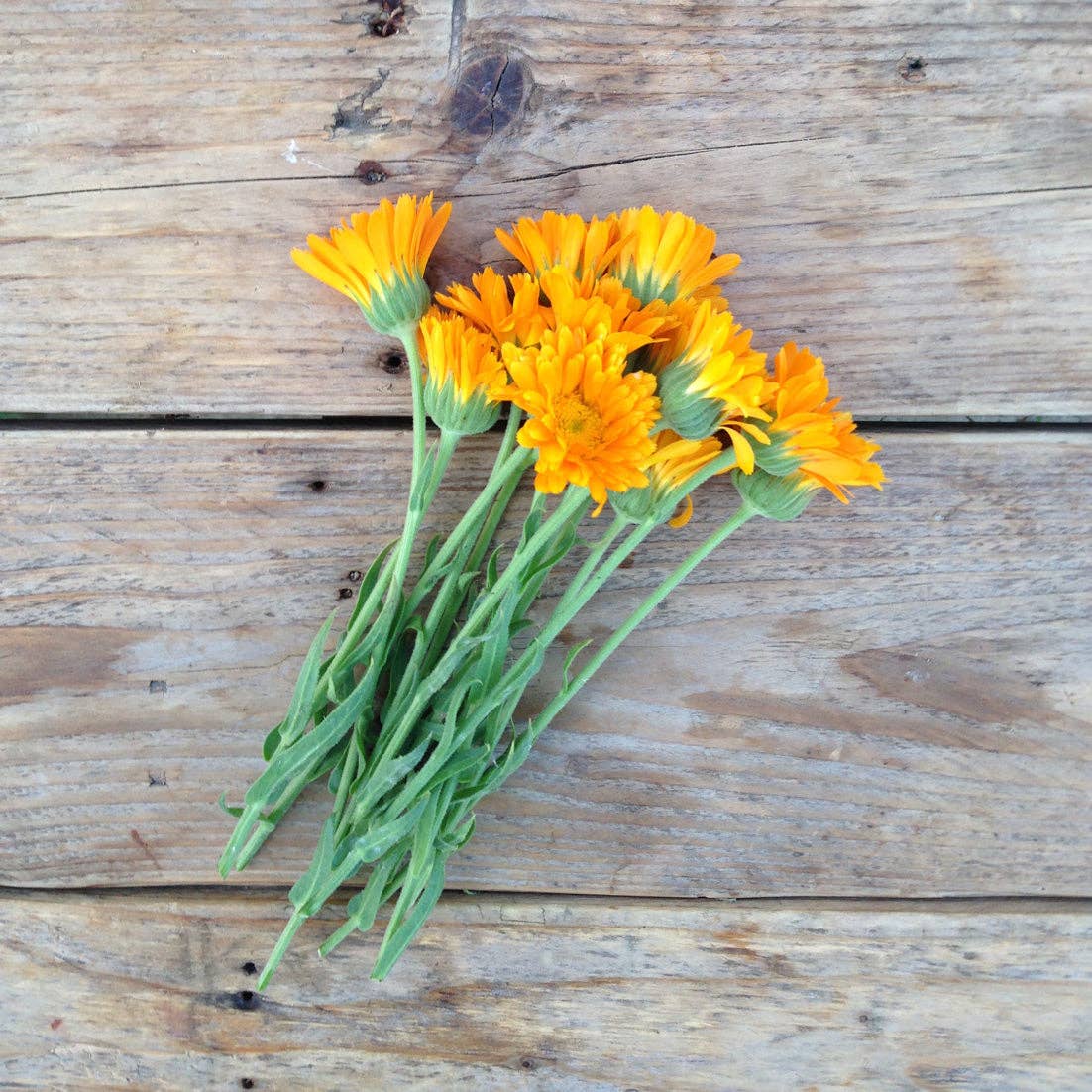 Morgenfrue 'Erfurter Orangefarbige' – Medicinsk Blomst med Kulinarisk Historie - Snedkerværktøj