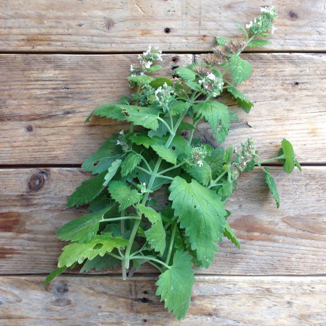 Nepeta Catnip - Snedkerværktøj