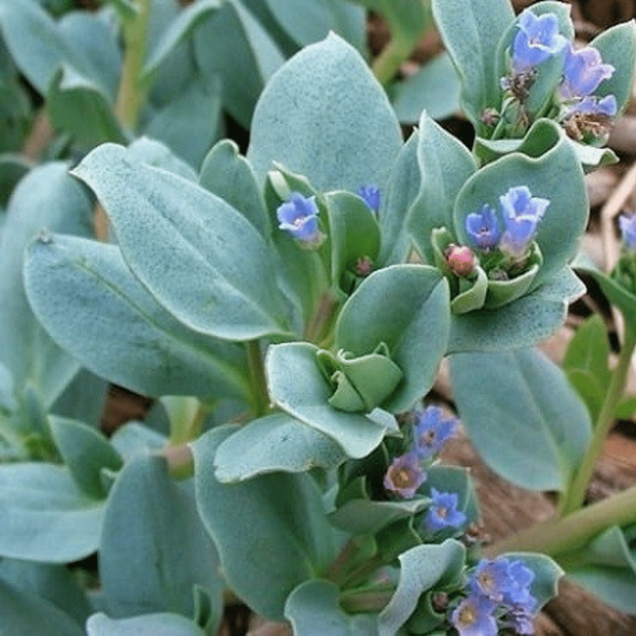 Oyster Leaf - Snedkerværktøj