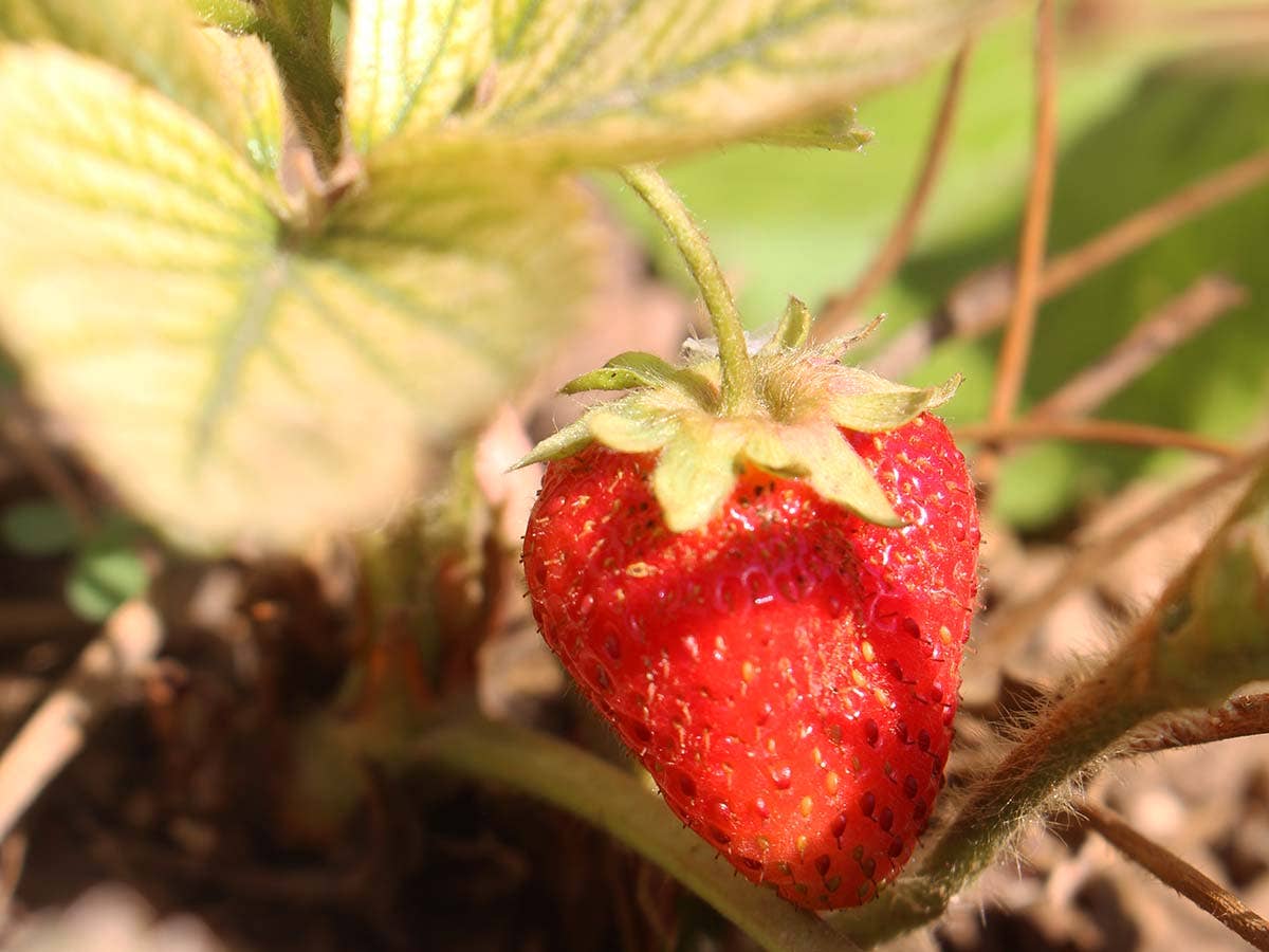 Pack of 4 - season STRAWBERRY seeds (1u - 0.05g) - Snedkerværktøj