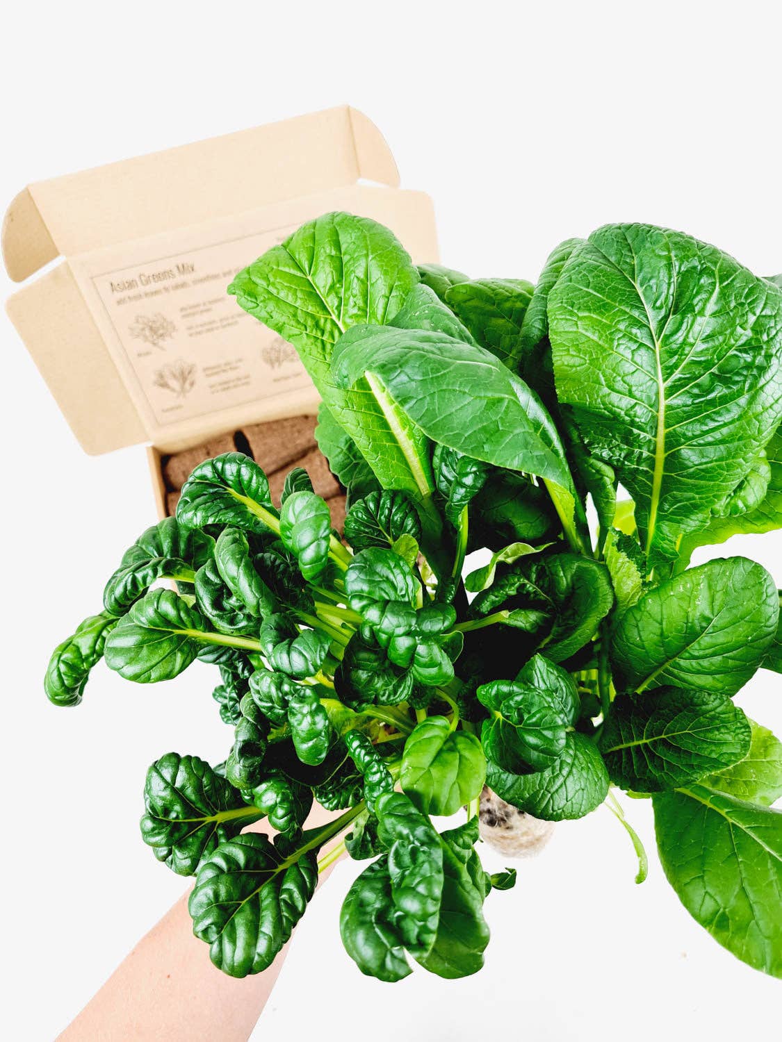 PlantPlugs | Asian leafy vegetables 8 - pack - Snedkerværktøj