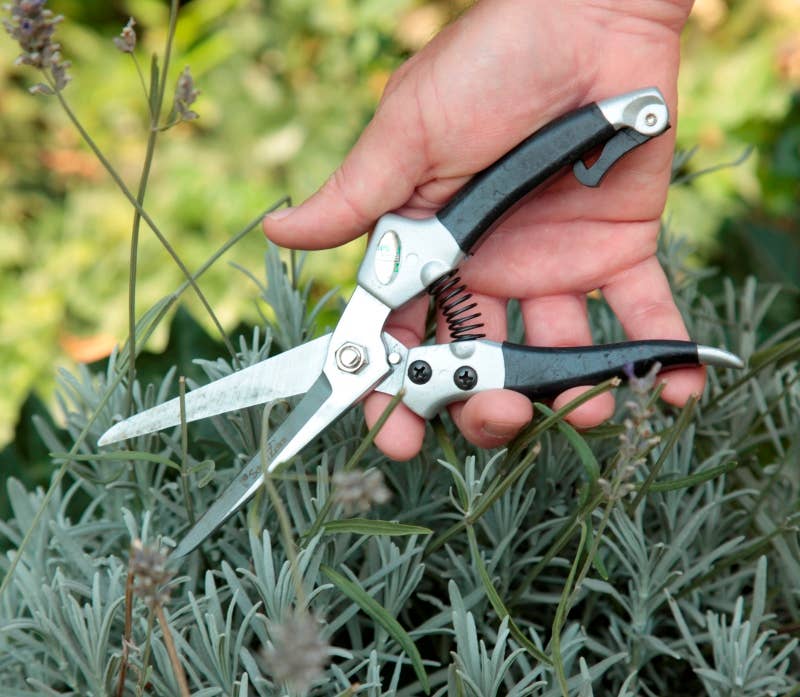 Shrub and perennial shears - Snedkerværktøj