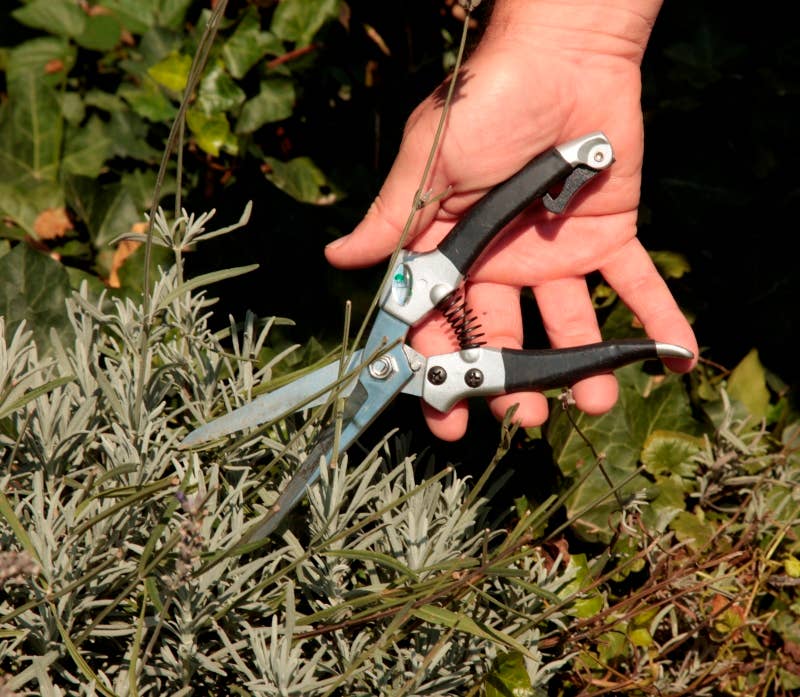 Shrub and perennial shears - Snedkerværktøj