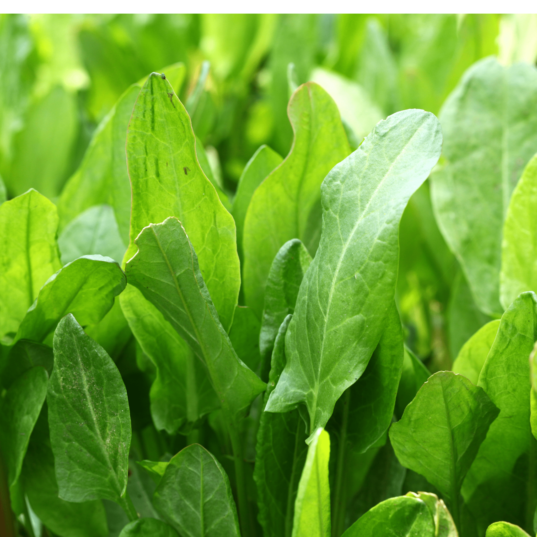 Sorrel Large de Belleville - Snedkerværktøj