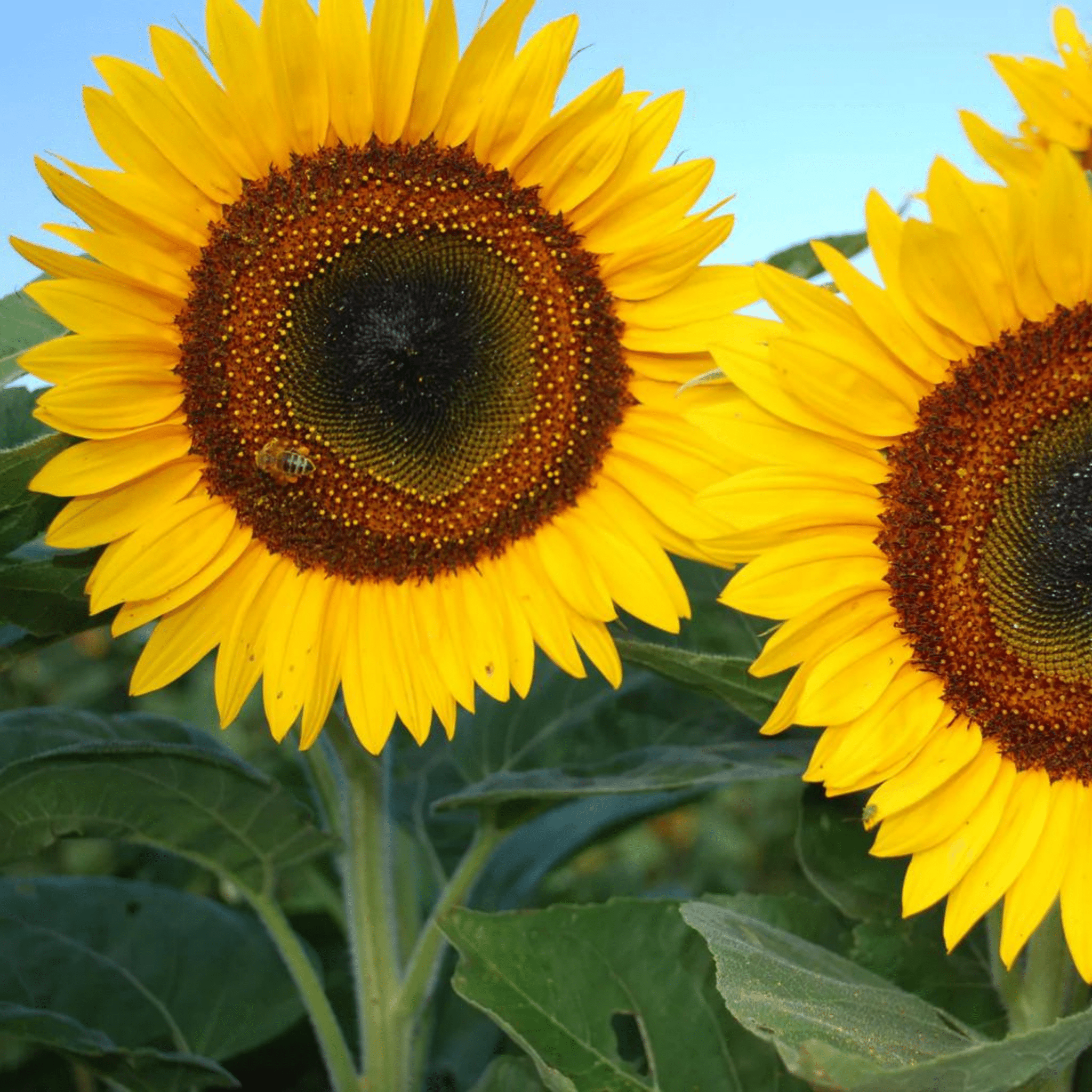 Sunflower Taiyo - Snedkerværktøj