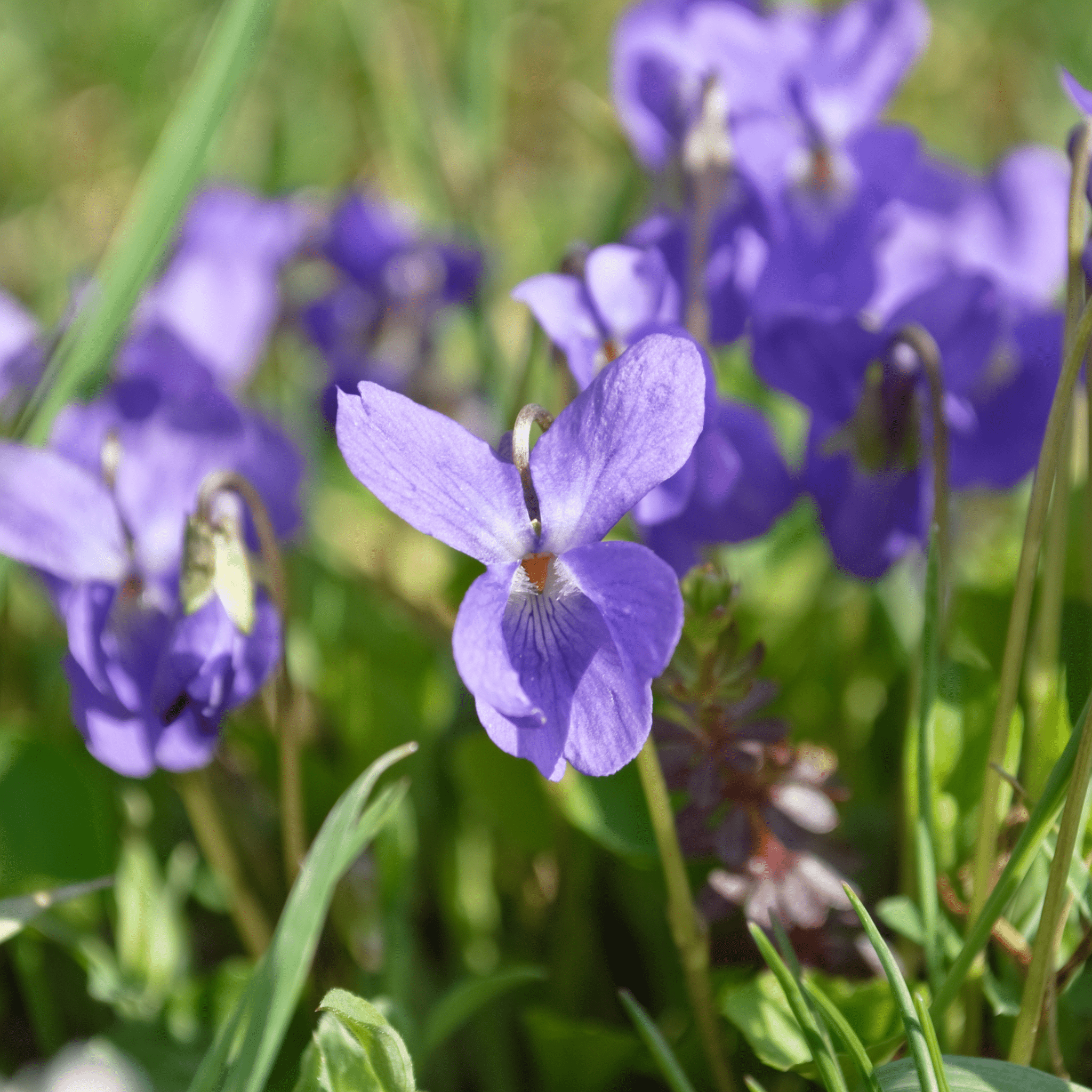 Sweet Violet Queen Charlotte - Snedkerværktøj