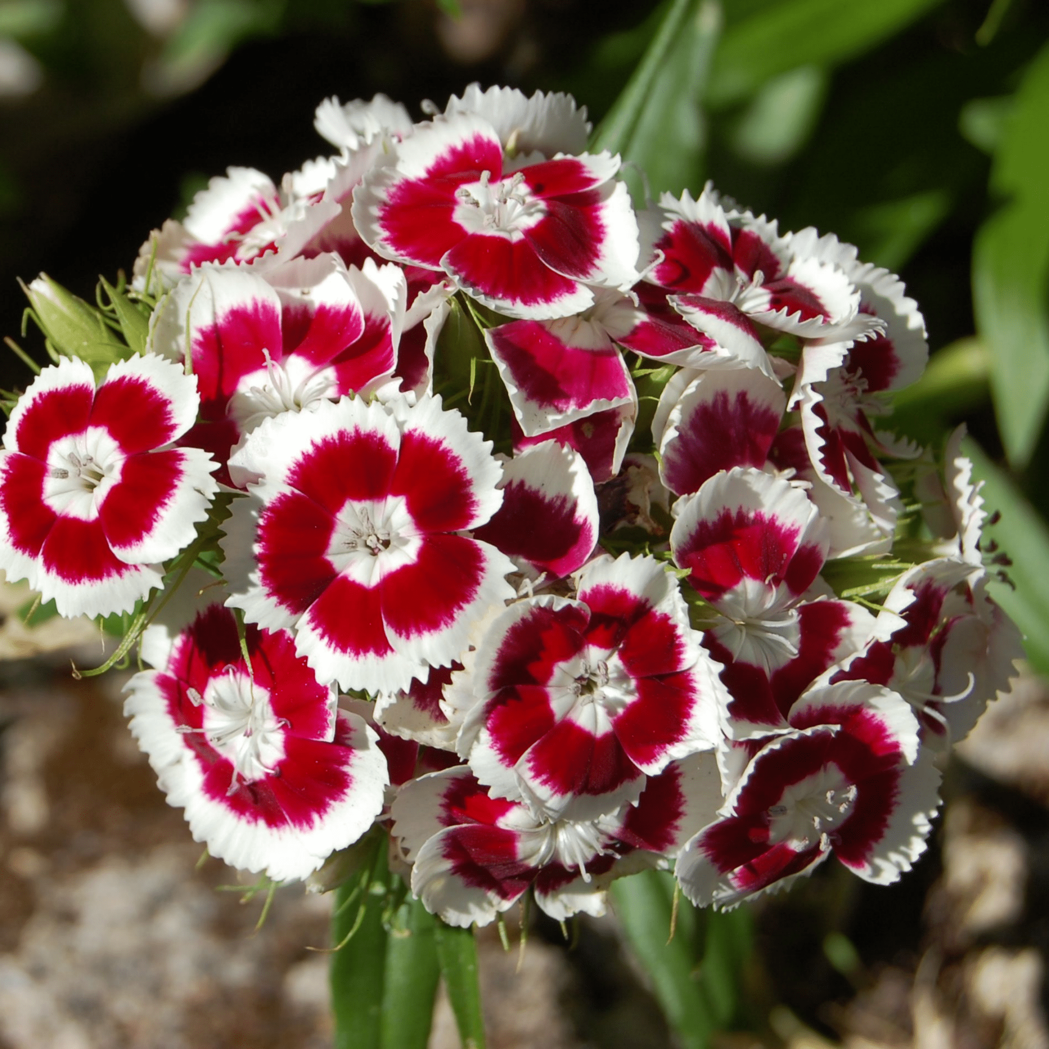 Sweet William Holborn Glory - Snedkerværktøj