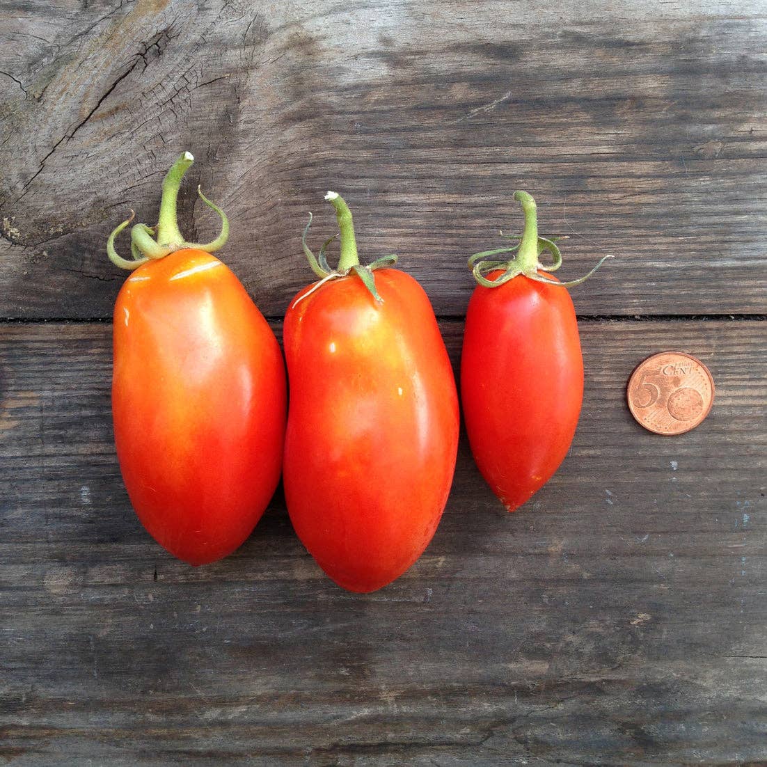 Tomato San Marzano nano - Snedkerværktøj