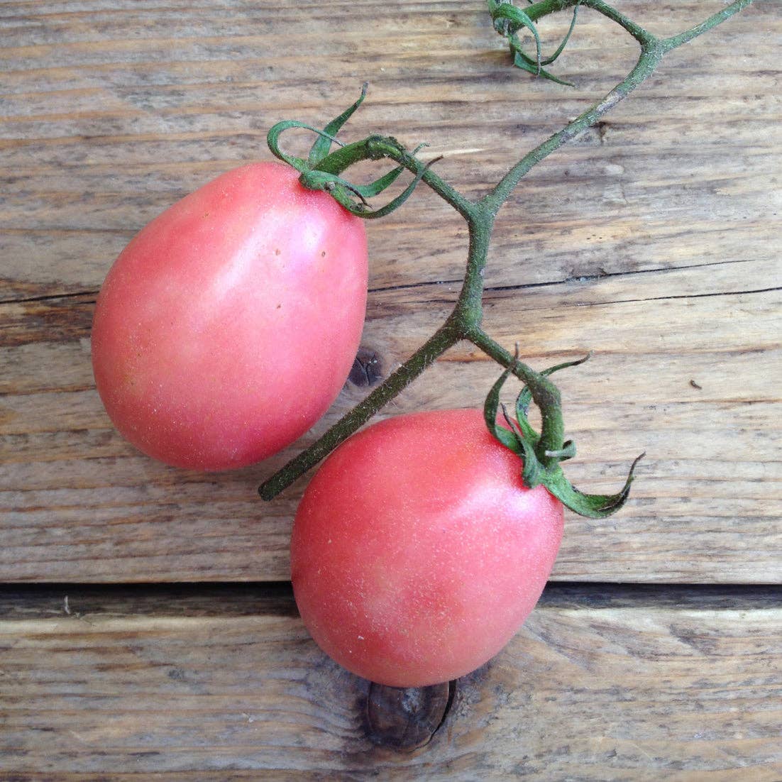 Tomato Thai Pink Egg - Snedkerværktøj