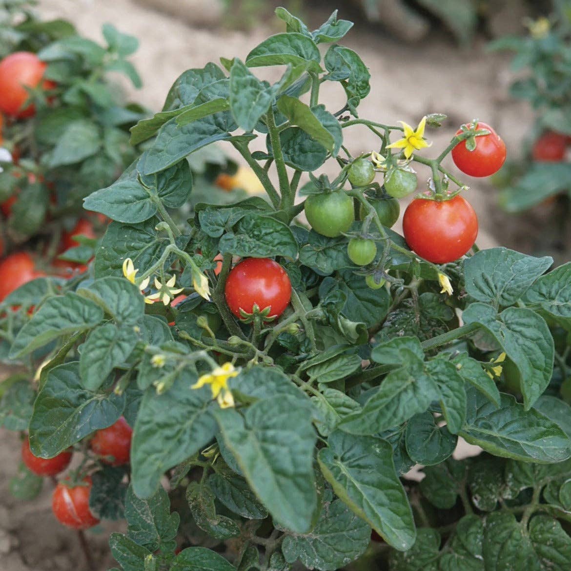 Tomato Tiny Tim - Snedkerværktøj