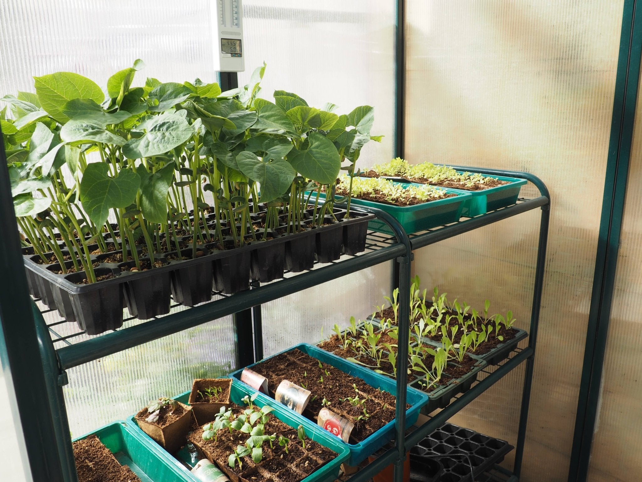 Tray for seedbeds - SPOROTRAY - Snedkerværktøj