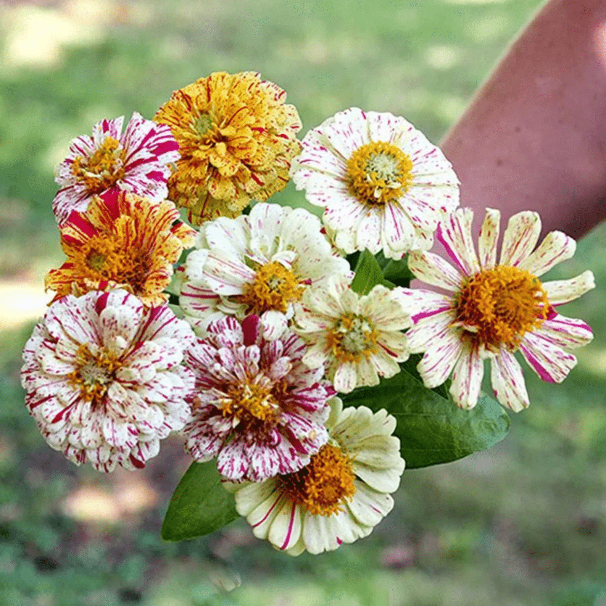 Zinnia Peppermint Stick - Snedkerværktøj